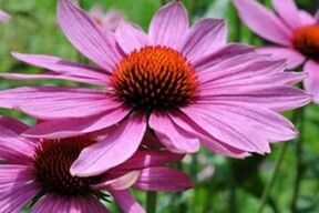 Echinacea's sap voor de behandeling van prostatitis